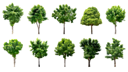 Collection Trees and bonsai green leaves. total 10 trees. (png)	