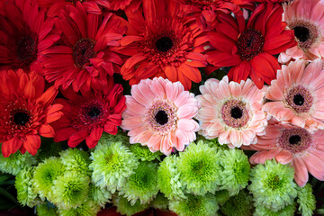 Close up view of red and pink Gerbera daisy flower background. Botanic, gardening, floral, plants...