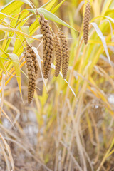 The fields are planted with millet