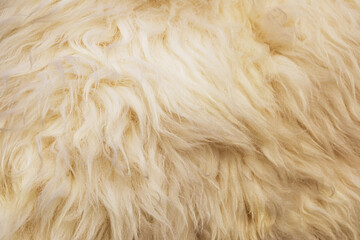 Sheep skin structure.Close up of sheep fur.