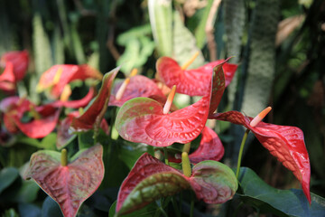 the Anthurium Duo Pink. Flowers for the garden, park, balcony,