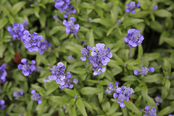 a Beautiful blue salvia flowers in bloom, Violet flowers background.