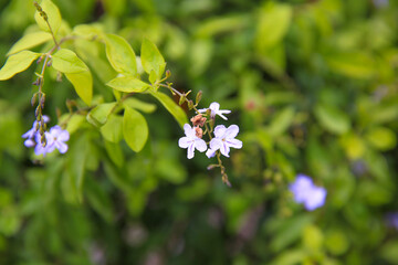a White & Purple Duranta Flowers On Tree At Garden