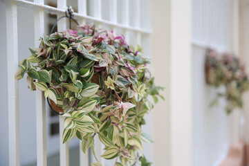 a tree decorated with fresh green leaves in flower pot,dave tree