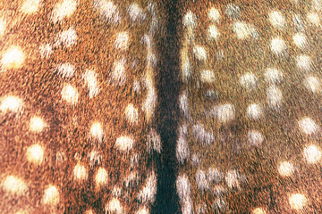 Closeup of a fallow deer (Dama dama)fur texture.