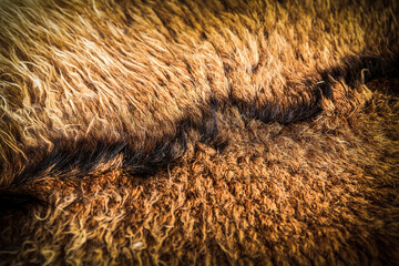 Goat fur structure.Close up of brown goat hair.