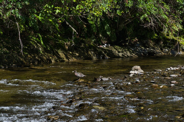 Whio feeding in a river, Central North Island, New Zealand