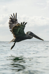 Pelican takes flight above the water