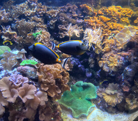 coral reef and fishes