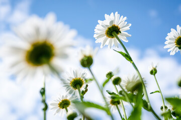 Bright summer landscape with beautiful camomiles wildflowers