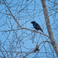 Greater Racket-tailed Drongo on branch