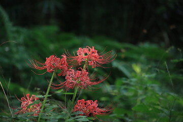 森の中で日差しを浴びて咲くヒガンバナ