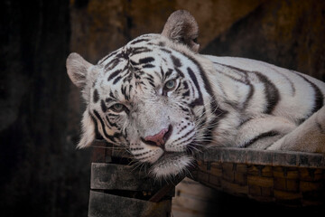 Portrait of white tiger sitting on the rock.