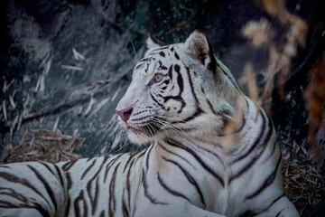 Portrait of white tiger sitting on the rock.