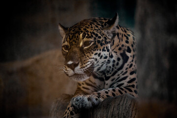 Face portrait of Leopard in the middle of forest