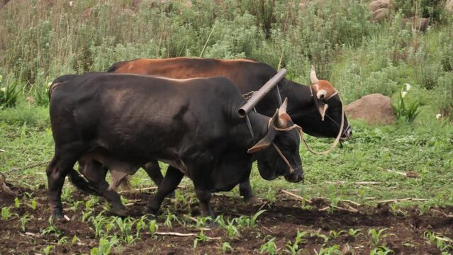 Large pair of oxen pull hand plough through corn field in Africa