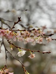 blossom in spring