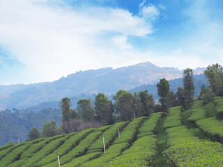 Fototapeta na wymiar Landscape background of green tea farm on the mountain