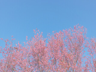 Pink cherry blossoms flower in full bloom.