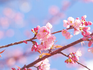 Pink cherry blossoms flower in full bloom.