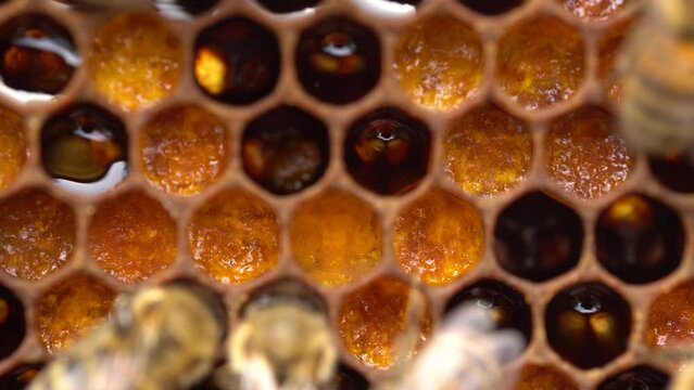 Bee pollen stored in the combs. Inside the Beehive - A honeycomb, wax cells with honey and pollen. A honey bee colony close up, beehive, beekeeping