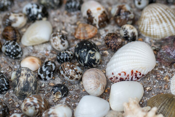 Studying different animals in science lab.