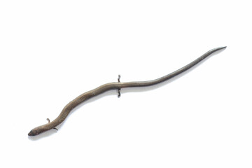 Studying different animals in science lab.