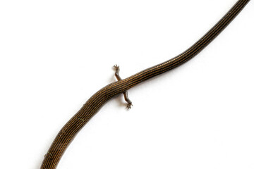 Studying different animals in science lab.