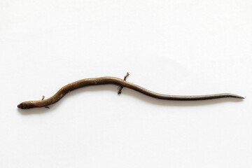 Studying different animals in science lab.