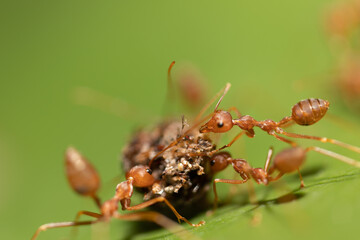 Studying different animals in science lab.
