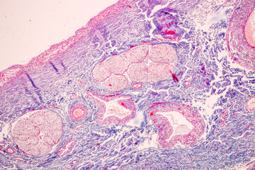 Characteristics Tissue of Olfactory epithelium Human under the microscope in Lab.