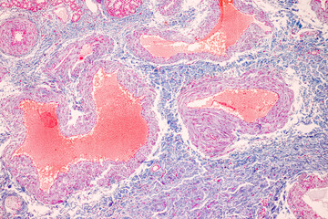 Characteristics Tissue of Olfactory epithelium Human under the microscope in Lab.