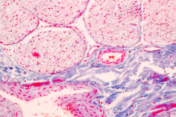 Characteristics Tissue of Olfactory epithelium Human under the microscope in Lab.
