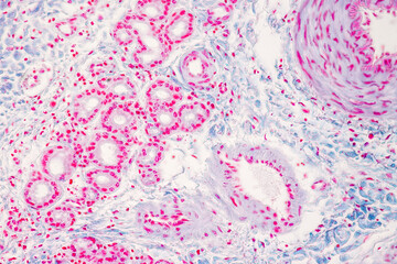 Characteristics Tissue of Olfactory epithelium Human under the microscope in Lab.