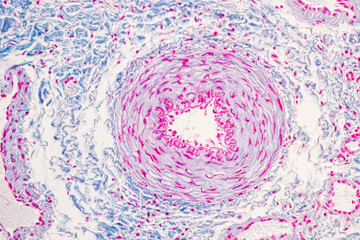 Characteristics Tissue of Olfactory epithelium Human under the microscope in Lab.