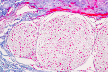 Obraz na płótnie Canvas Characteristics Tissue of Olfactory epithelium Human under the microscope in Lab.