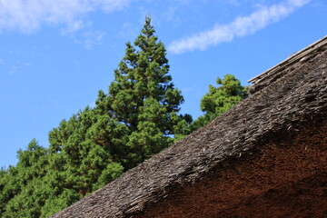 Fototapeta na wymiar 藁ぶき屋根と樹木の風景