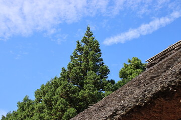 藁ぶき屋根と樹木の風景