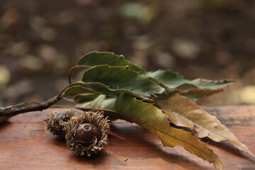 落ちたどんぐりの実と葉のアップ