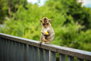 Monkey eating corn on the bridge railing
