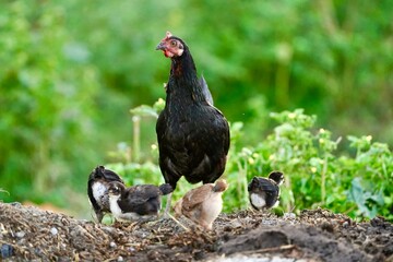 Mother black hen with chickens in a rural yard. Chickens in indian village with green background. Gallus gallus domesticus. Poultry organic farm.Sustainable economy.Natural farming.Free range chickens