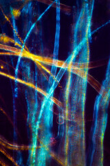 Abstract micrograph of peat moss leaves, with polarization.