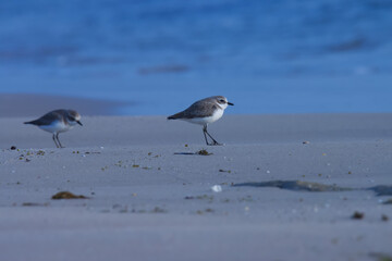 Lesser sand plover perching on the beach. Water bird.