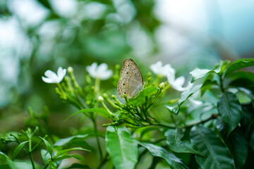 Close up Macro image of a beautiful White peacock butterfly siting on leaf with blurred background, beautiful butterfly sitting on leaf of a plant or tree, Butterfly, insect, beauty, nature, colorful