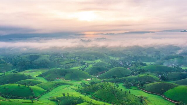 Drone view, Aerial view of tea plantation and sunrise at Long Coc tea hill, Phu Tho province, Vietnam