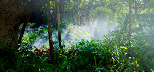 Tropical jungle with  green of the nature as sun beam and mist-foggy in the morning at the  garden