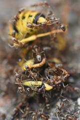 Ants with yellow jacket