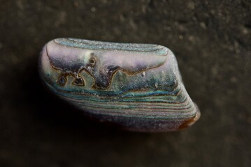 Abalone