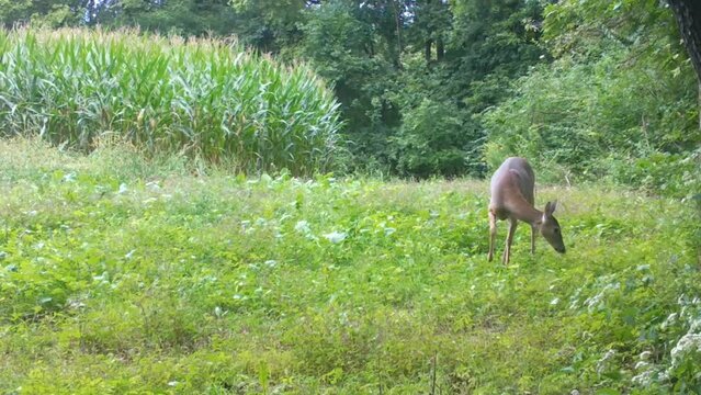 Whitetail Doe Deer Cautiously Munching On A Plot Of Wild Radishes Near A Cornfield In The Upper Midwest In The Early Autumn; Concepts Of Wildlife Management, Game Camera And Hunting