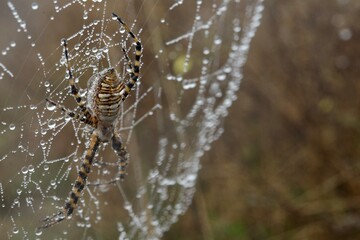 Spider and web